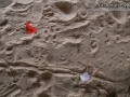 Ant Lion Tracks