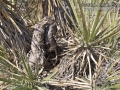 Desert Woodrat Nest