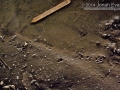 Long-tailed Weasel & Rat Tracks
