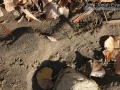 California Ground Squirrel Tracks