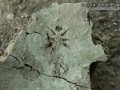 Dragonfly Track