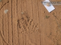 Great Horned Owl Tracks