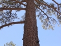 Acorn Woodpecker Tree