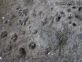 Bobcat, Raccoon, Skunk, Fox Tracks