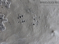 Peromyscus Tracks