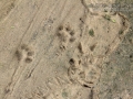 Housecat and Opossum Tracks