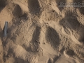 Dune Beetle Larva