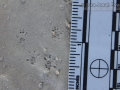 Harvest Mouse? (House Mouse?) Tracks