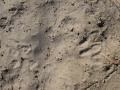 Jackrabbit Tracks