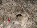 Texas tortoise burrow