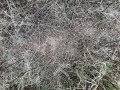 Cottontail Scat