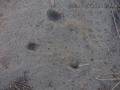 Kangaroo Rat Digs