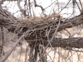Dove Nest