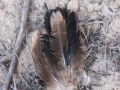 Roadrunner Tail Feathers