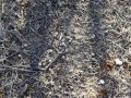Cottontail Scat