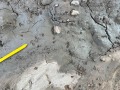 Mud Dauber Digs