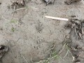 Spotted Sandpiper