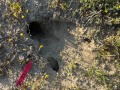 Kangaroo rat burrow