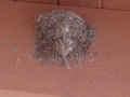 Barn Swallow Nest