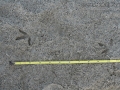 Black-bellied Plover Tracks
