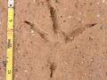 Crested Caracara Tracks
