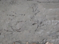 Great-tailed Grackle Tracks