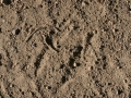 Jay Tracks