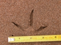 Long-billed Curlew Tracks
