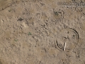 Red-tailed Hawk Tracks