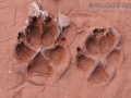 Coyote Tracks