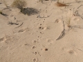 Coyote and Bobcat Tracks