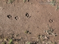 Dog Gallop Tracks