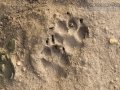 Gray Fox Tracks