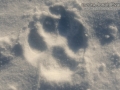 Gray Wolf Tracks
