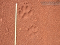 Maned Wolf Tracks