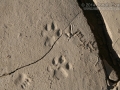 Bobcat Tracks
