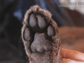 Mountain Lion Hind Foot