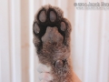 Mountain Lion Front Foot