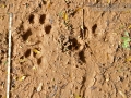 Jaguar Mother and Kitten Tracks