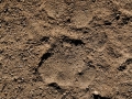 Mountain Lion Tracks