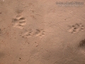 Housecat (Left) and Ringtail Tracks