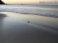 Baby Green Sea Turtle Tracks
