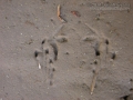 Bullfrog Tracks