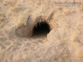 Desert Tortoise Burrow
