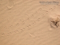 Desert Tortoise Tracks