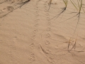 Desert Tortoise Tracks