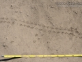 Beetle and Peromyscus Tracks
