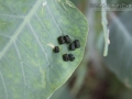 Caterpillar Scat (Frass)