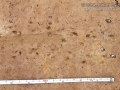 Crayfish Tracks