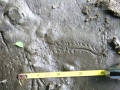 Dragonfly Larva Tracks